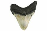 Fossil Megalodon Tooth - North Carolina #146849-2